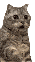 shocked cat