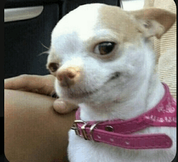 dog