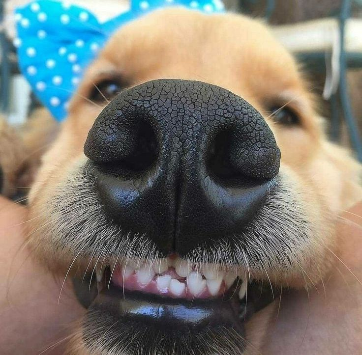Happy little dog